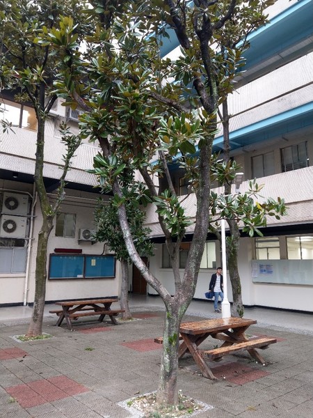 洋玉蘭圖片