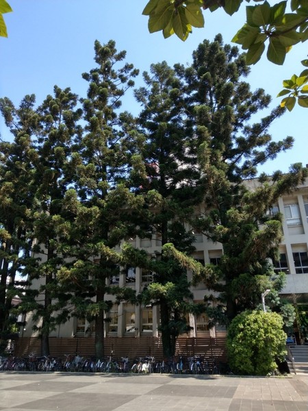 圖書館前方顯示圖為肯氏南洋杉